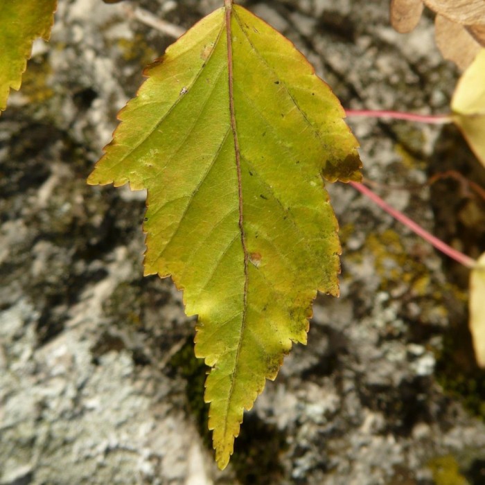 Acer tataricum ginnala - Érable de l'Amur