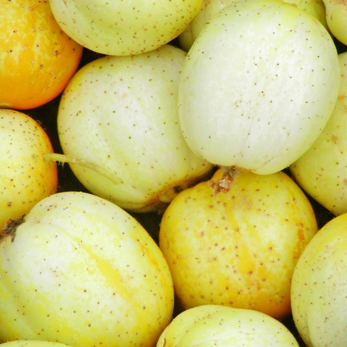 Concombre Lemon - Semences Jardins de l'Écoumène