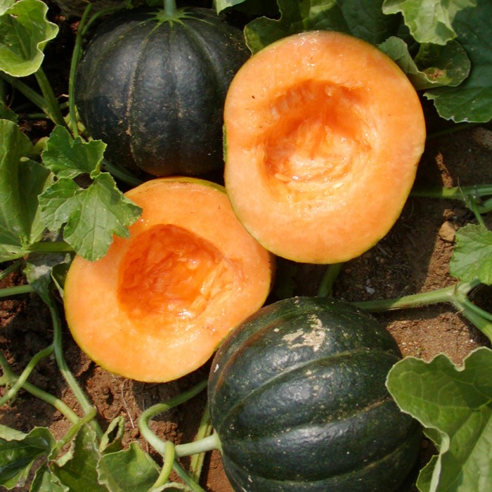 Melon Noir des Carmes - Semences Jardins de l'Écoumène