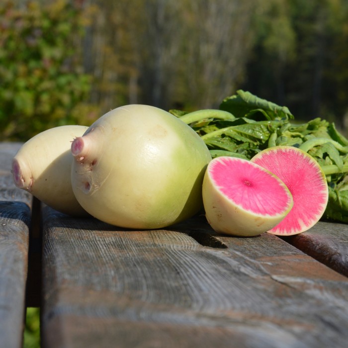 Radis Melon d'eau - Semences Jardins de l'Écoumène