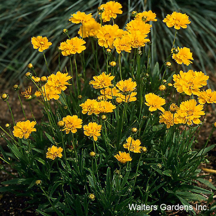 Coreopsis grand. 'Early Sunrise' 3L