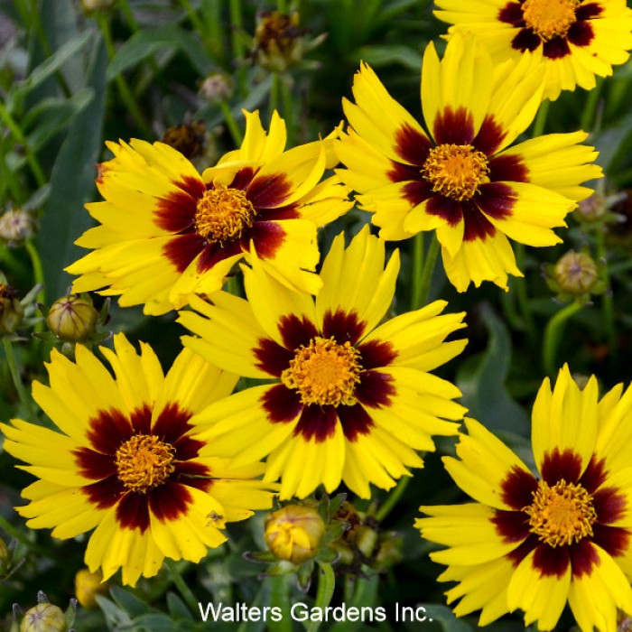 Coreopsis grand. 'Sunkiss' 3L