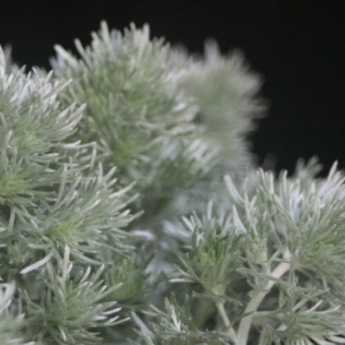 Artemisia 'Silver Mound' 3L