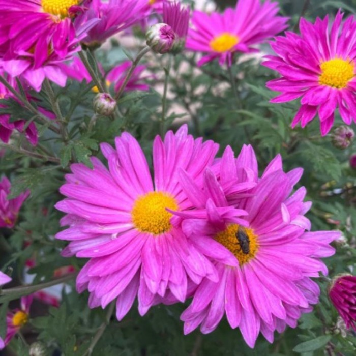 Chrysanthemum 'My Favorite Pink' 6L
