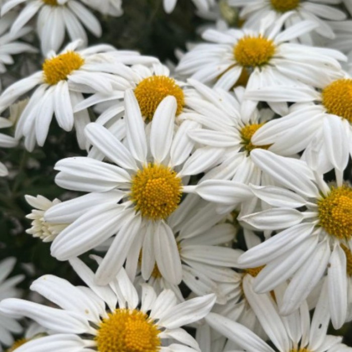 Chrysanthemum 'My Favorite White' 6L
