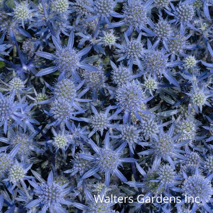 Eryngium Blue Glitter