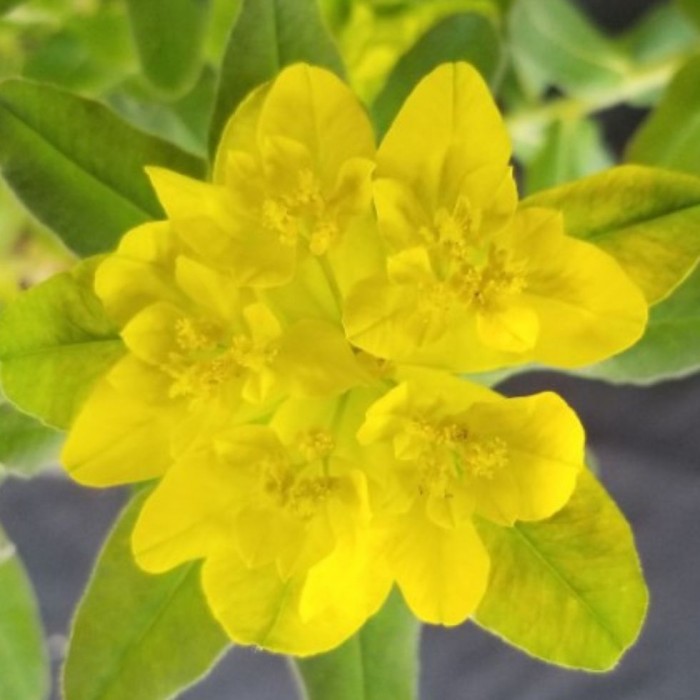 Euphorbia polychroma 3L