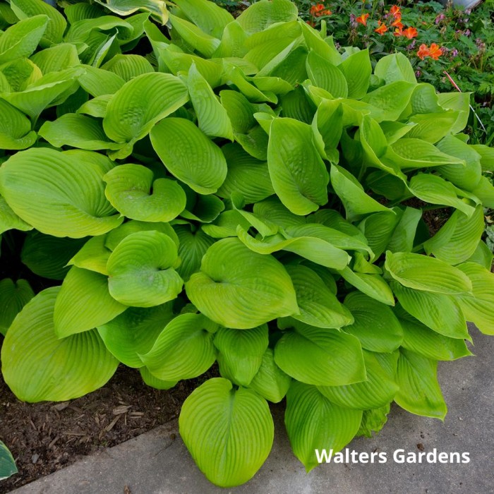 Hosta Sum and Substance