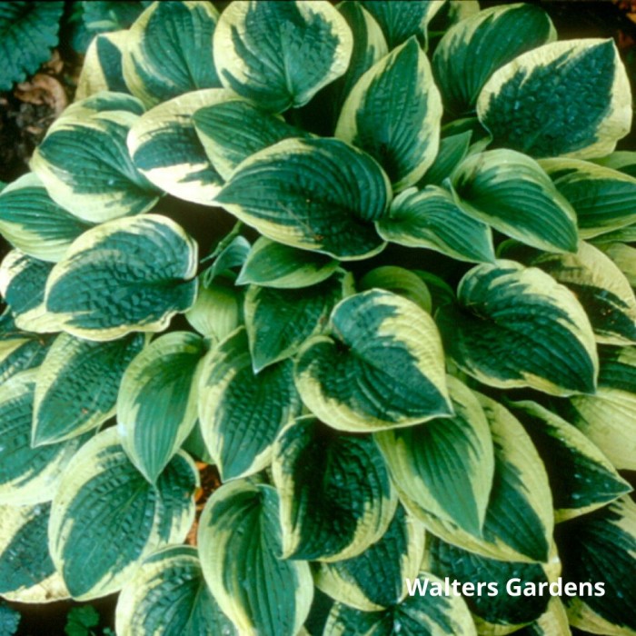 Hosta 'Wide Brim' 3L