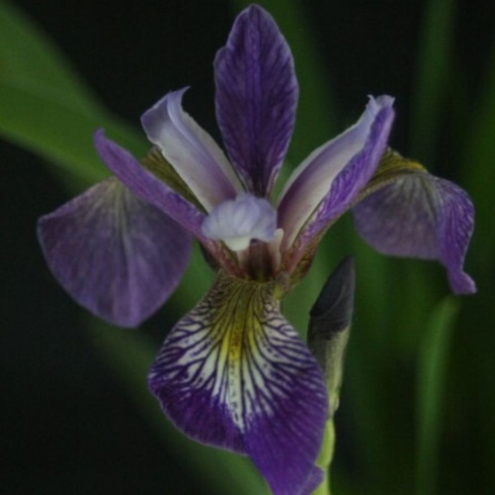 Iris versicolor 3L