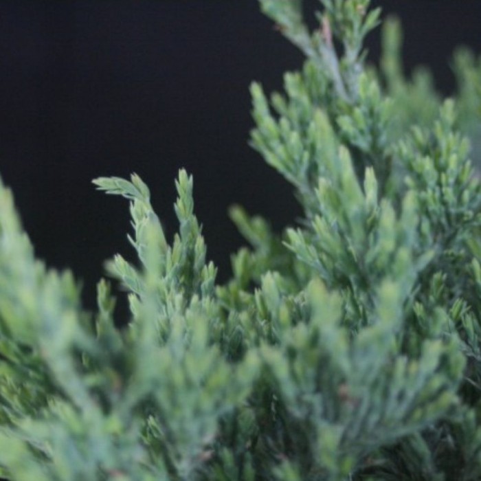 Juniperus horizontalis Blue Chip - Genévrier
