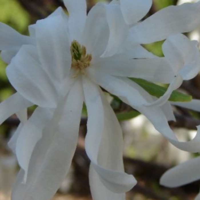 Magnolia stellata Royal Star - Magnolia étoilé