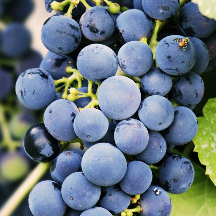 Vigne à raisins 'Magenta' 3L