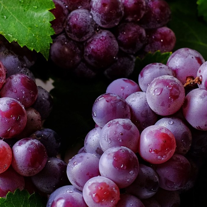 Vigne à raisins Somerset - Vitis