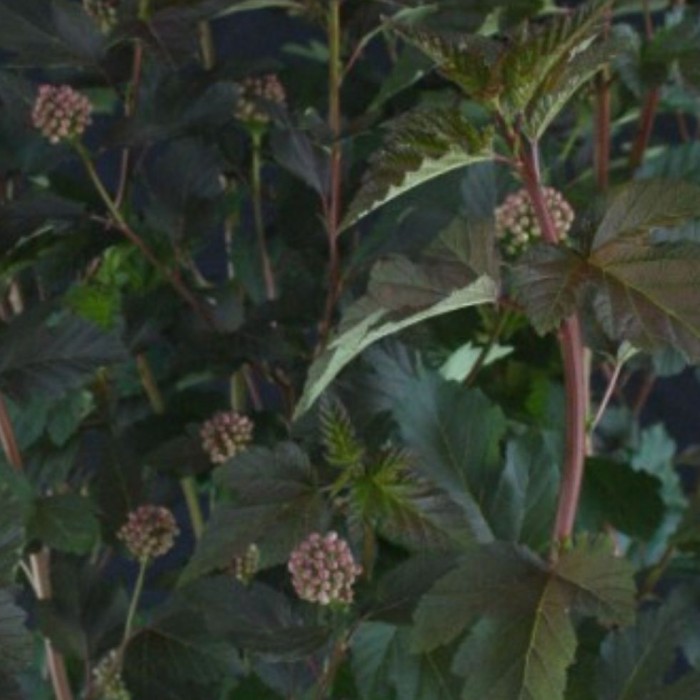 Physocarpus opulifolius Diabolo - Physocarpe à feuille d'obier