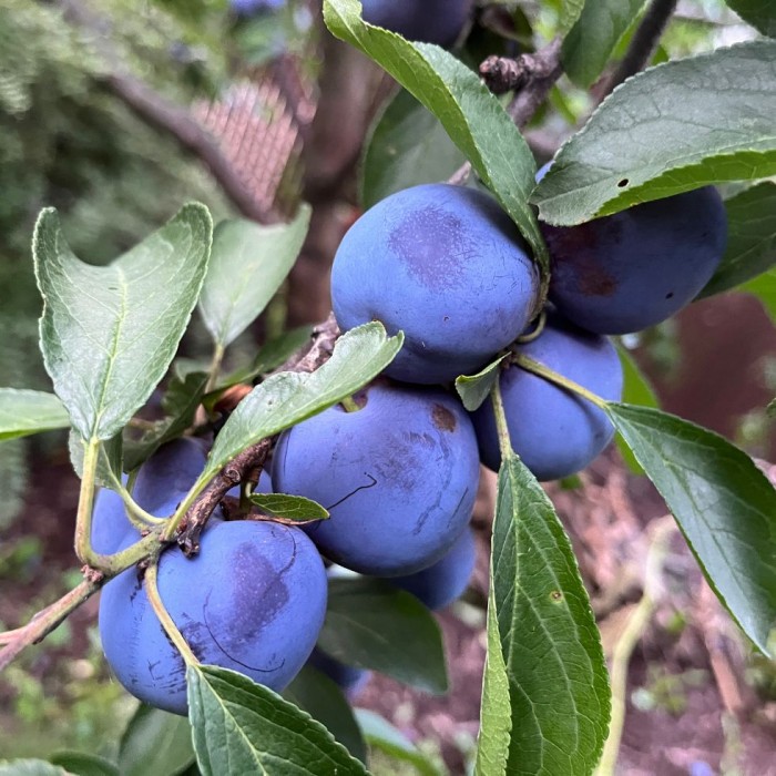 Prunier Mont Royal - Prunus domestica