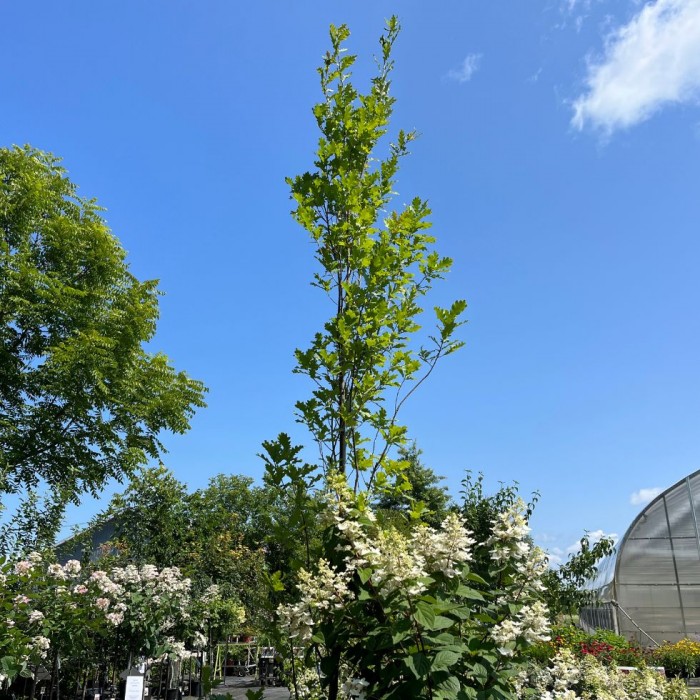 Quercus robur Fastigiata