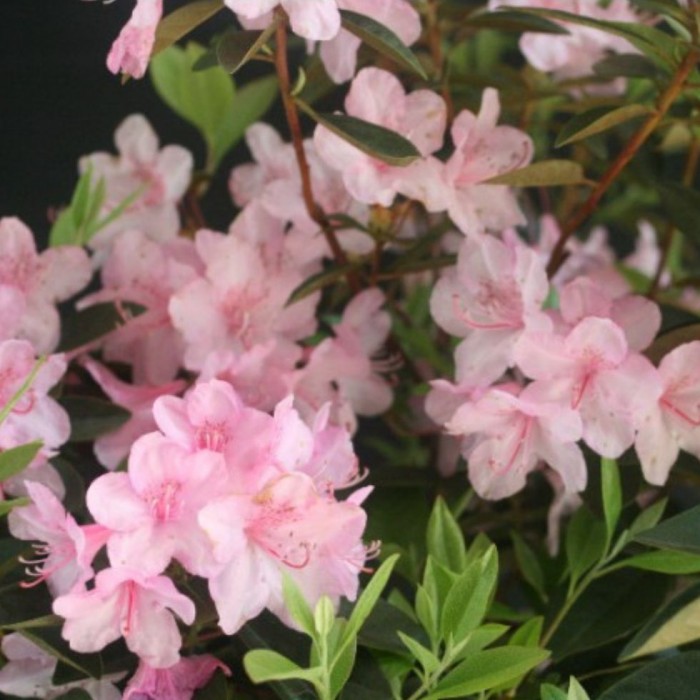 Rhododendron Aglo