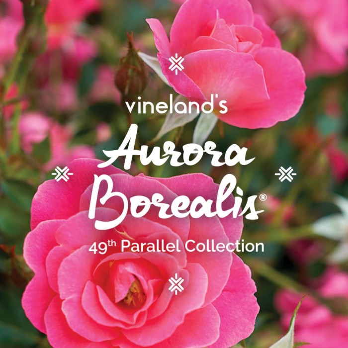 Rosa Aurora Borealis - Rosier - Collection 49e parallèle