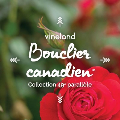 Rosa Bouclier Canadien - Rosier - Collection 49e parallèle