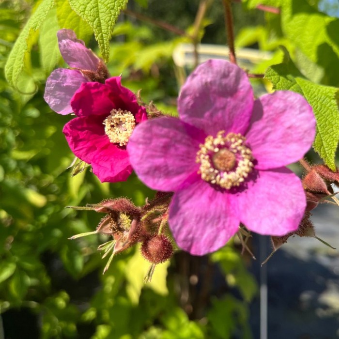 Rubus odoratus - Ronce odorante