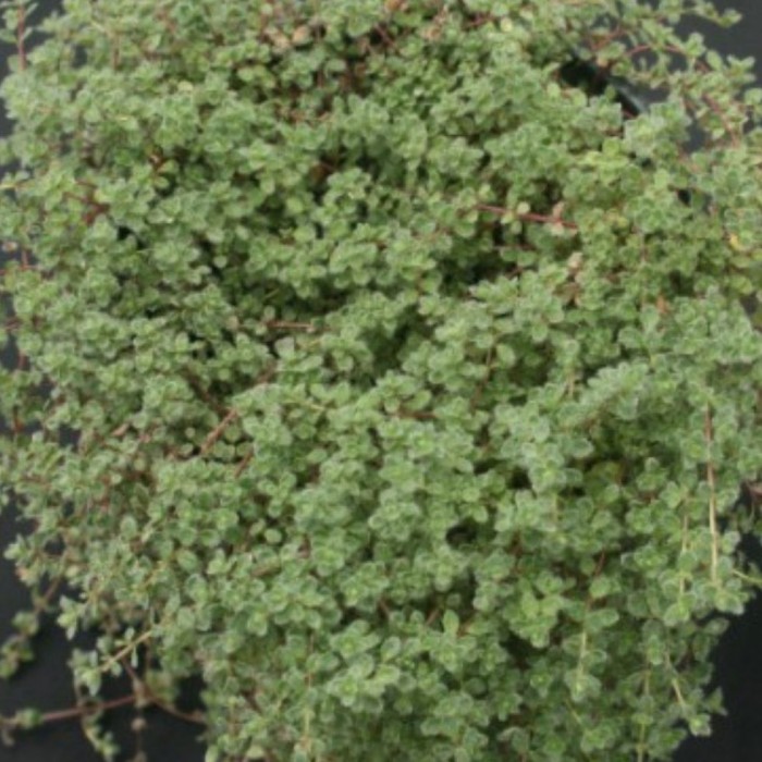 Thymus pseudolanuginosus 3L