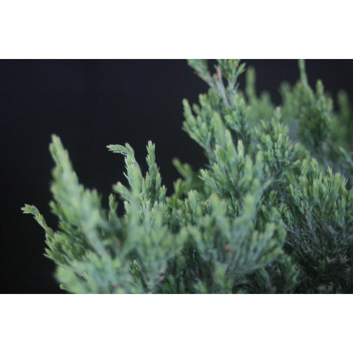 Juniperus horizontalis 'Blue Chip' 10L