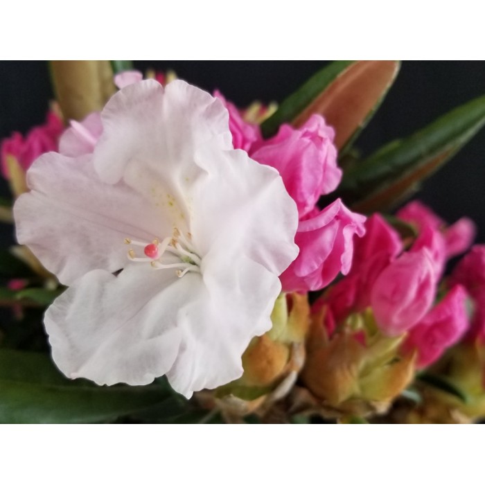Rhododendron 'Crete' 6L
