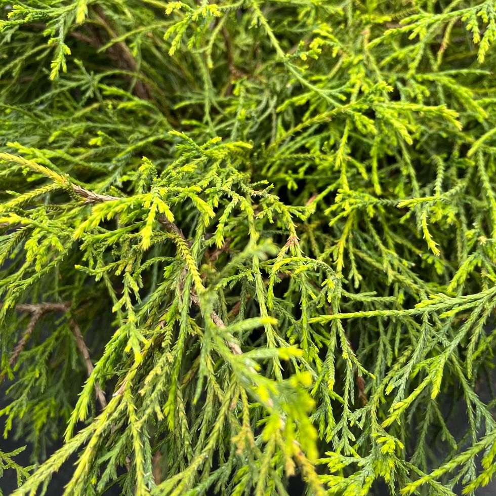 Chamaecyparis Pisifera Filifera Sungold Les Jardins Gourmands chamaecyparis-pisifera-filifera-sungold-les-jardins-gourmands