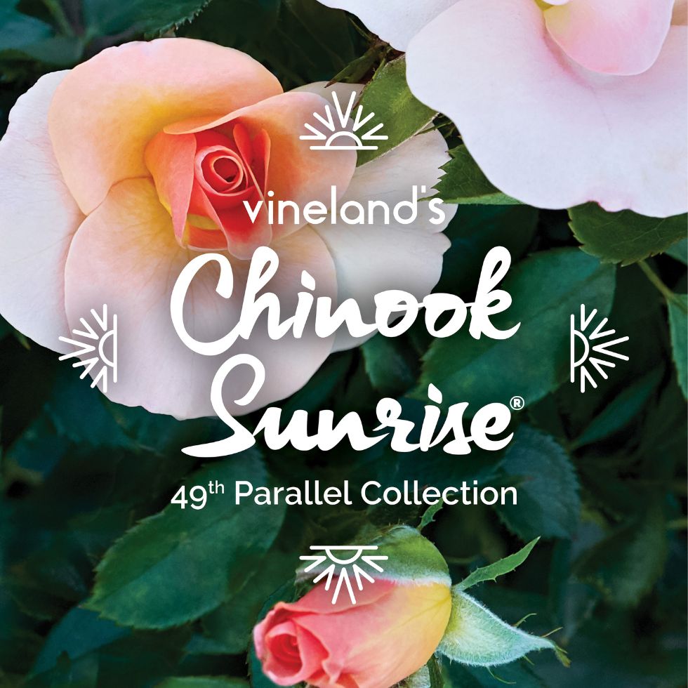 Rosa Chinook Sunrise - Rosier | Les Jardins Gourmands